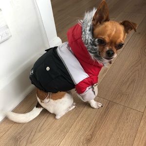 Dog’s winter coat
